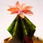 Petit Uni-Verre "Home sweet home #1"